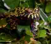 fire bellied toad