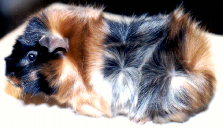 Guinea Pig Breeds Colors and Pictures