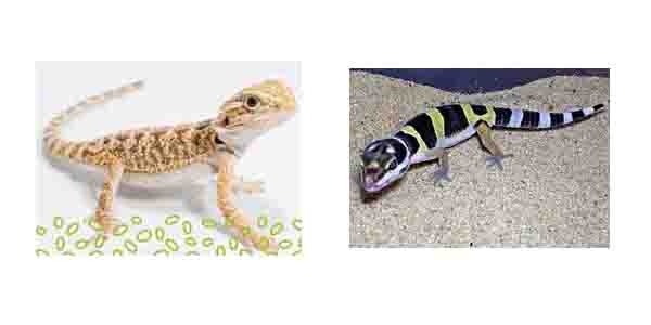 pet lizard types