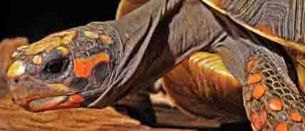 red footed turtle