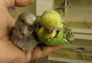 Baby Parakeet