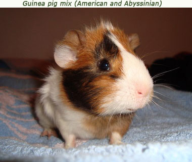 curly long haired guinea pig. Coronet is a long haired guinea pig that has a single rosette on the head.