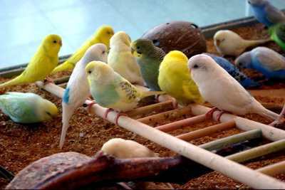 Pic Of Parakeets