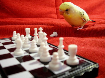 Parakeet Yes