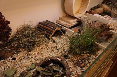 This is a part of a perfect Hamstercage with a deep bedding and alot of natural equipment