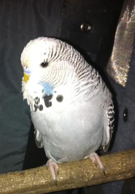 Theodore the Parakeet