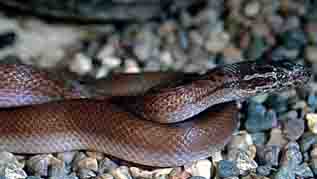 brown house snake