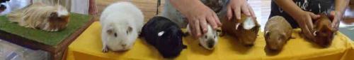 pet guinea pigs