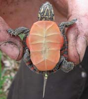 baby painted turtle