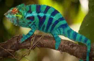 chameleon lizard