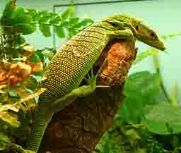 emerald monitor