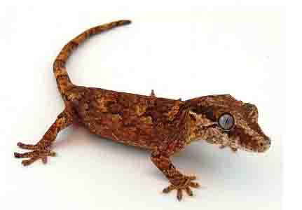 gargoyle gecko