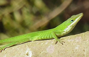 green anole lizard