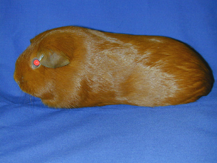 amercian guinea pig