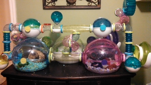 hamster tubes and cage