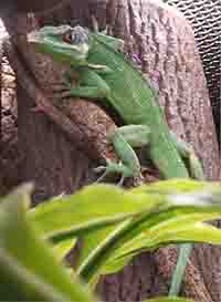 knight anole knight anole