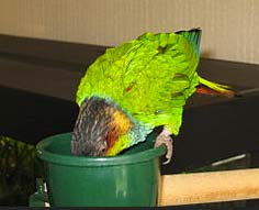 parakeet feeding