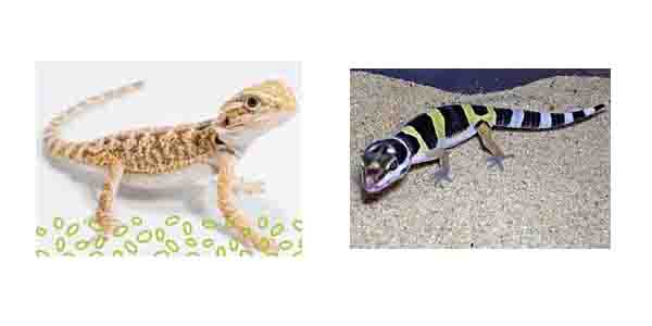 Pet Lizards Choices Care Diet and Health