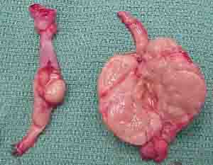 rabbit testicular cancer
