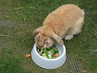 rabbit diet