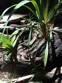 3 skink lizards 3 skink lizards