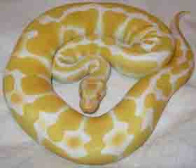 ball python