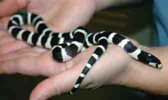 california kingsnake