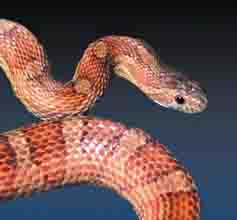 corn snake