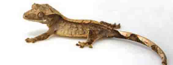 crested gecko