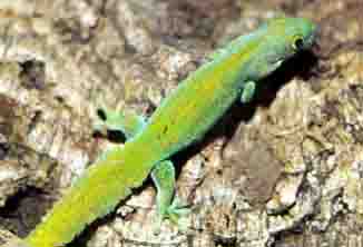 day gecko