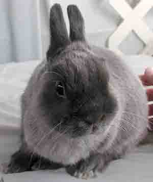 netherland dwarf pet rabbit