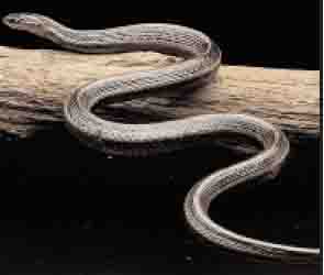 garter snake