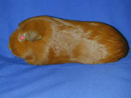 amercian guinea pig