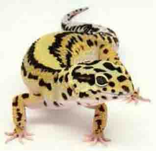 leopard gecko care