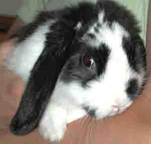 pet rabbit mini lop