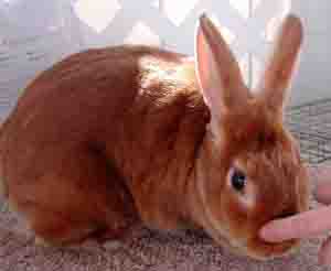 satin pet rabbit