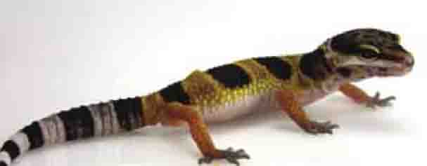 leopard geckos