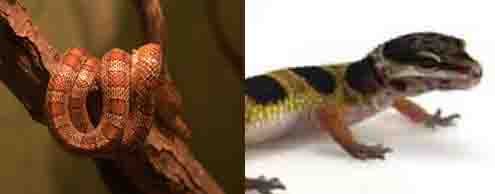 pet reptiles pet reptiles
