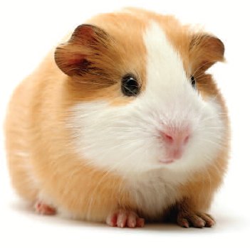 pet golden hamster