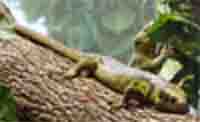 prehensile tailed skink prehensile tailed skink