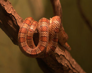 rat snake