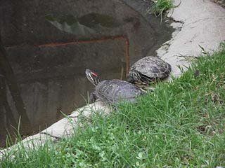 red ear turtles