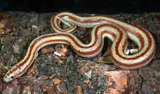 rosy boa