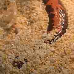 sand boa