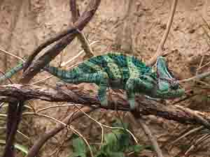 veiled chameleon