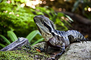 water dragon water dragon