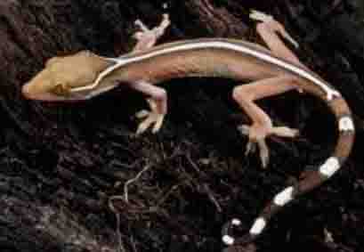 white lined gecko