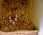 Ovos de periquito