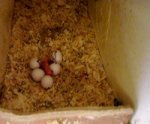 Parakeet eggs