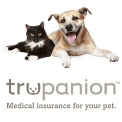 pet insurance